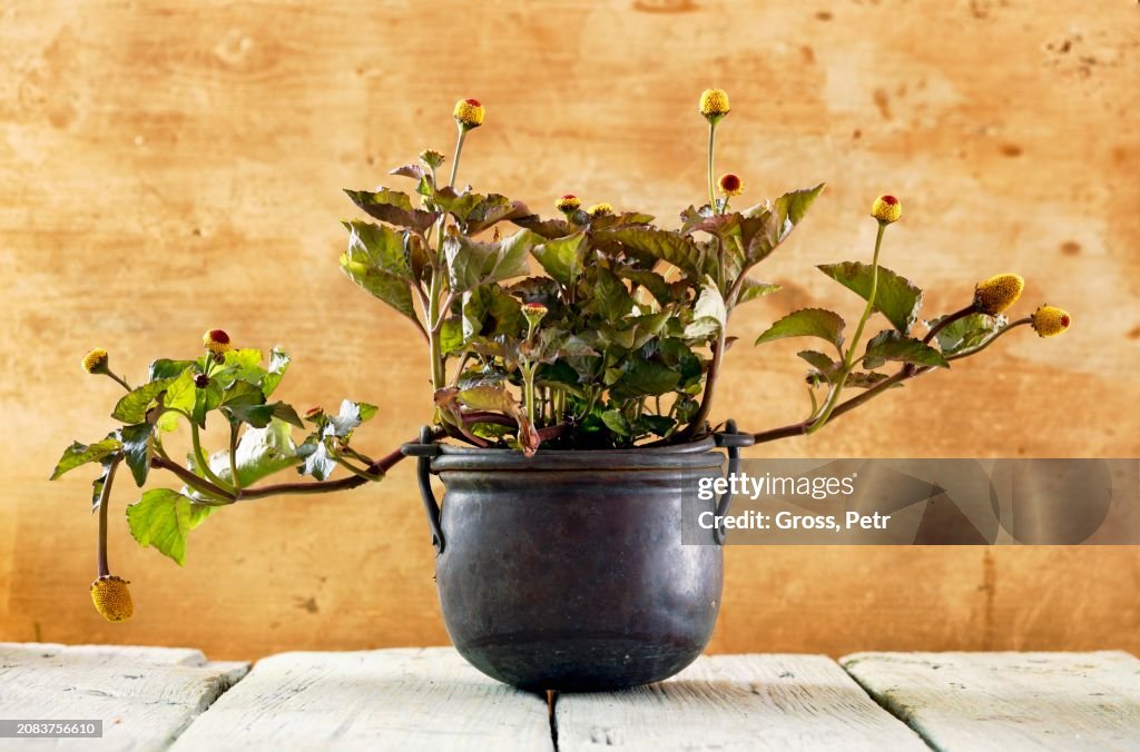 Paracress in a pot