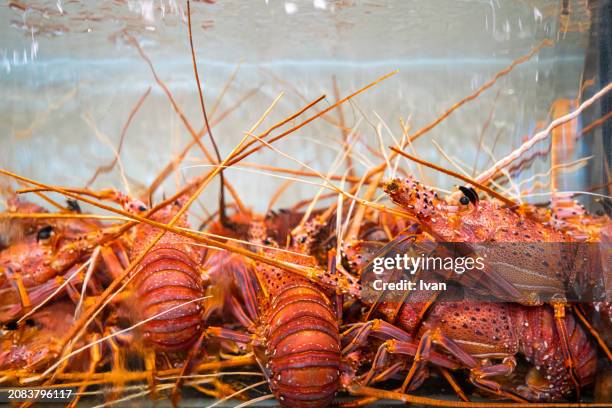 lobsters sit in a tank at a seafood market - new england aquarium stock pictures, royalty-free photos & images