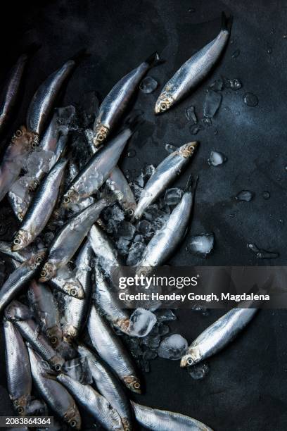fresh sprats on ice cubes - sprat fish stock pictures, royalty-free photos & images