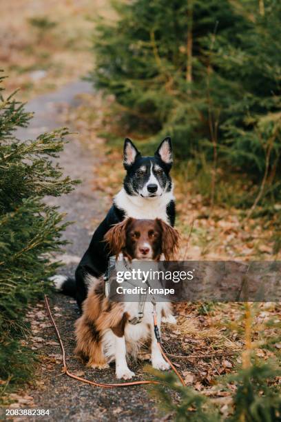 two cute mixed breed dogs outdoors in nature forest posing for the camera - two animals stock pictures, royalty-free photos & images