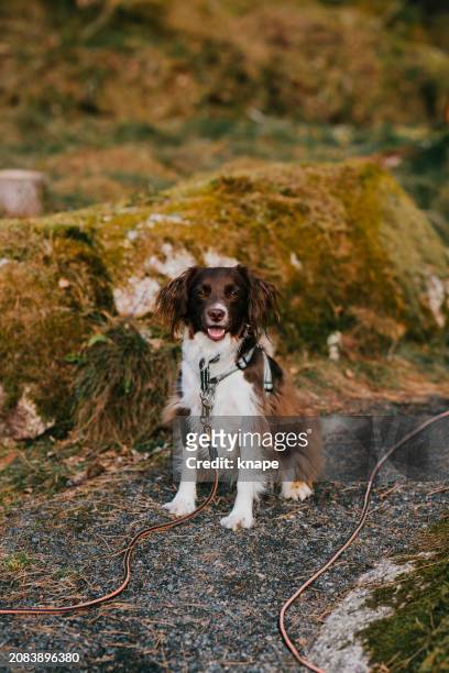 cute springer spaniel mix dog outdoors in nature forest in long leash and harness - long leash stock pictures, royalty-free photos & images