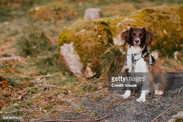 cute springer spaniel mix dog outdoors in nature forest in long leash and harness - long leash stock pictures, royalty-free photos & images