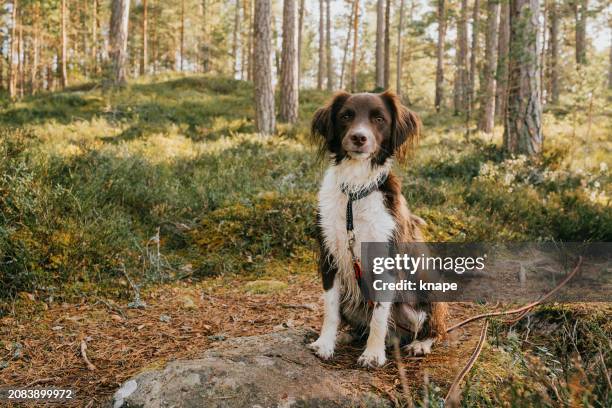 cute springer spaniel mix dog outdoors in nature forest in long leash and harness - long leash stock pictures, royalty-free photos & images