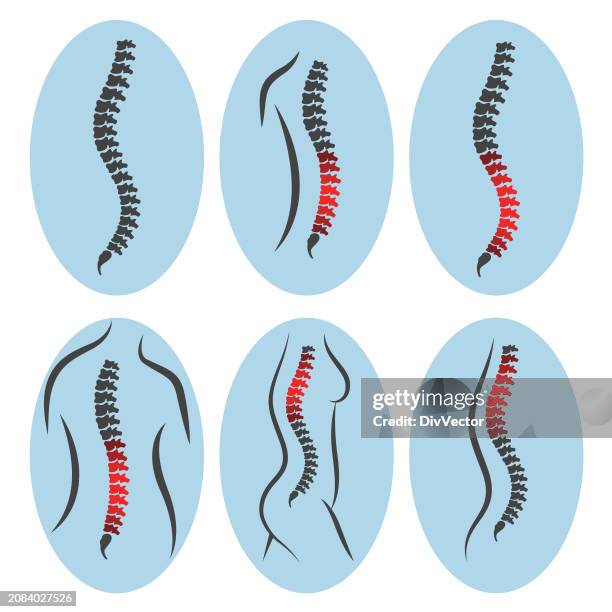 vector human spine - chiropractor stock illustrations