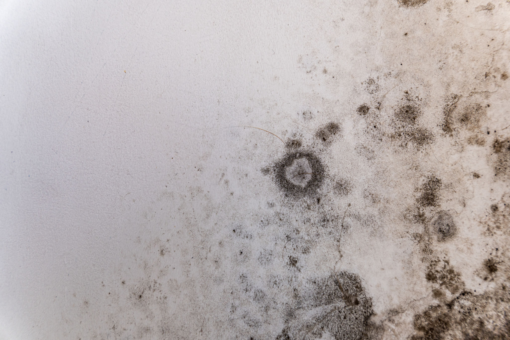 home mould