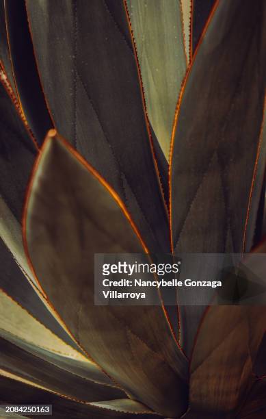 agave plant showing red thorns on dark green leaves - mississauga stock pictures, royalty-free photos & images