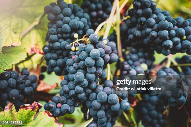 lush wine grapes clusters hanging on the champagne - cabernet sauvignon druif stockfoto's en -beelden
