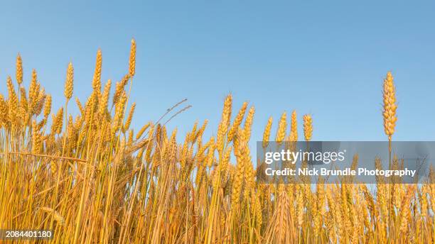 a field of wheat - aarhus stock pictures, royalty-free photos & images