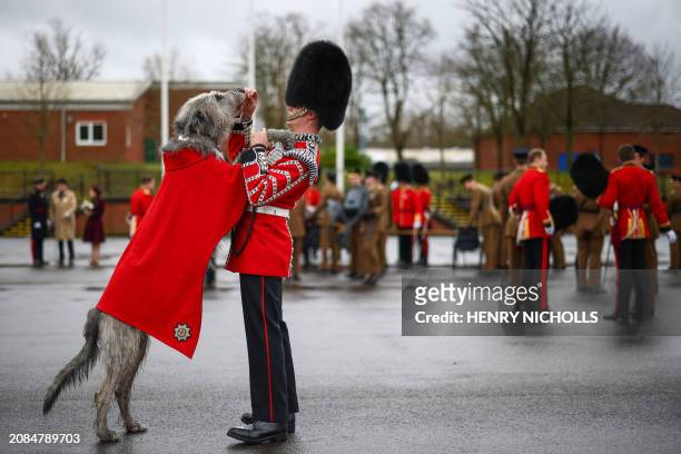 Year-old Irish Wolfhound Seamus, Irish Guards mascot, and his handler Drummer Ashley Dean following the Irish Guards Parade for St Patrick's Day at...