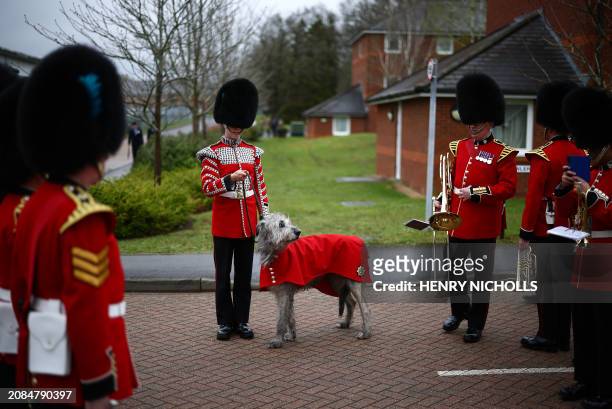 Year-old Irish Wolfhound Seamus, Irish Guards mascot, with his handler Drummer Ashley Dean prepare for the Irish Guards Parade for St Patrick's Day...