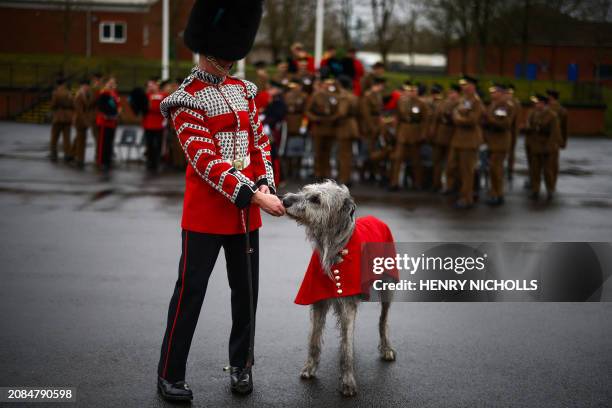 Year-old Irish Wolfhound Seamus, Irish Guards mascot, and his handler Drummer Ashley Dean following the Irish Guards Parade for St Patrick's Day at...