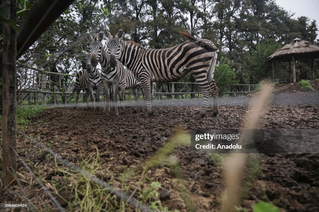 Abandoned Lujan Zoo in Argentina
