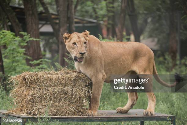 View of Calu, a 4-year-old lioness, at Lujan Zoo, which hosts animals rescued from circuses, animal trafficking and private collections in Buenos...