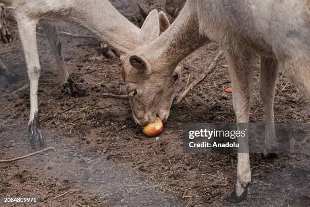 View of animals at Lujan Zoo, which hosts animals rescued from circuses, animal trafficking and private collections in Buenos Aires, Argentina on...