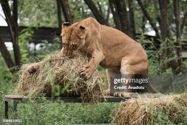 View of Calu, a 4-year-old lioness, at Lujan Zoo, which hosts animals rescued from circuses, animal trafficking and private collections in Buenos...