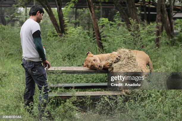 View of Calu, a 4-year-old lioness, at Lujan Zoo, which hosts animals rescued from circuses, animal trafficking and private collections in Buenos...