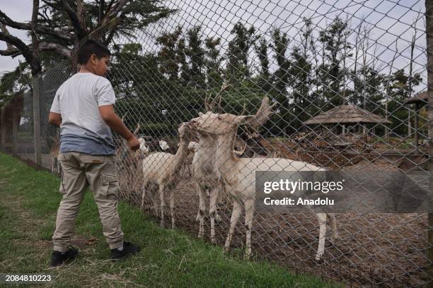 Child feeds deer outside of Lujan Zoo, which hosts animals rescued from circuses, animal trafficking and private collections in Buenos Aires,...