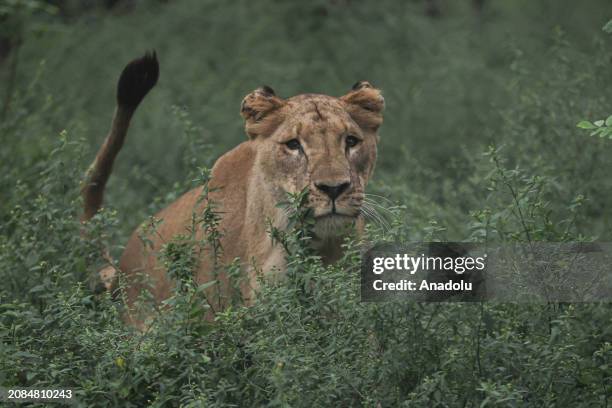 View of Calu, a 4-year-old lioness, at Lujan Zoo, which hosts animals rescued from circuses, animal trafficking and private collections in Buenos...