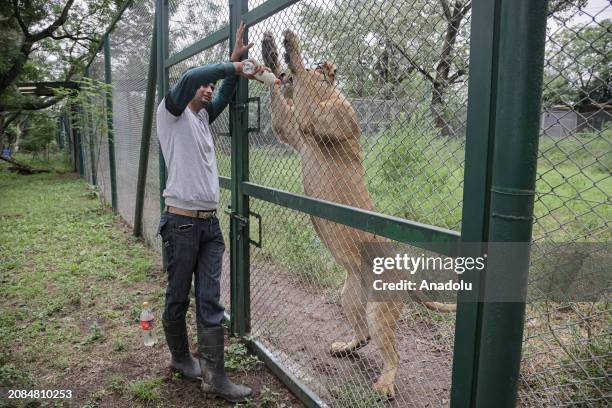 Diego, a zookeeper, feeds Calu, a 4-year-old lioness, at Lujan Zoo, which hosts animals rescued from circuses, animal trafficking and private...