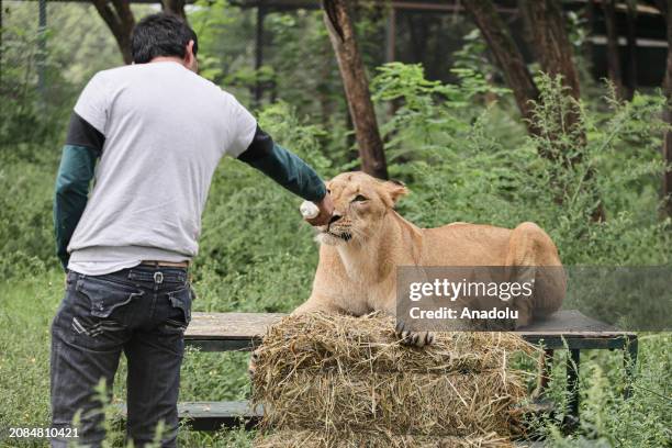 Diego, a zookeeper, feeds Calu, a 4-year-old lioness, at Lujan Zoo, which hosts animals rescued from circuses, animal trafficking and private...