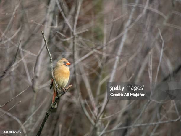 female northen cardinal - northern cardinal stock pictures, royalty-free photos & images