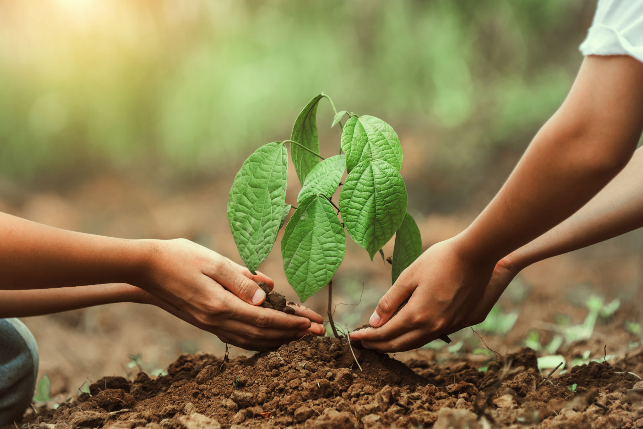 sustainable tree care
