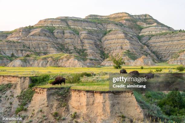 bisons at theodore roosevelt national park - theodore roosevelt national park stockfoto's en -beelden
