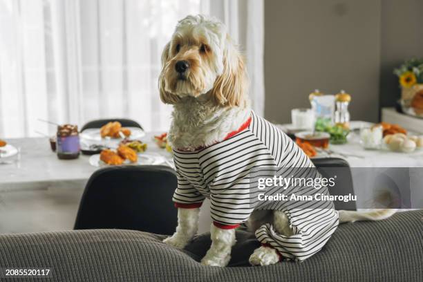 cockapoo dog in clothes sits on the sofa. cute fluffy curly dog in a country house - curly brown hair stock pictures, royalty-free photos & images