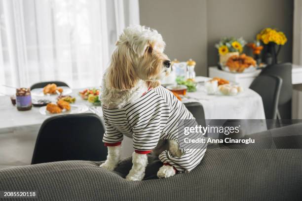 cockapoo dog in clothes sits on the sofa. cute fluffy curly dog in a country house - curly brown hair stock pictures, royalty-free photos & images