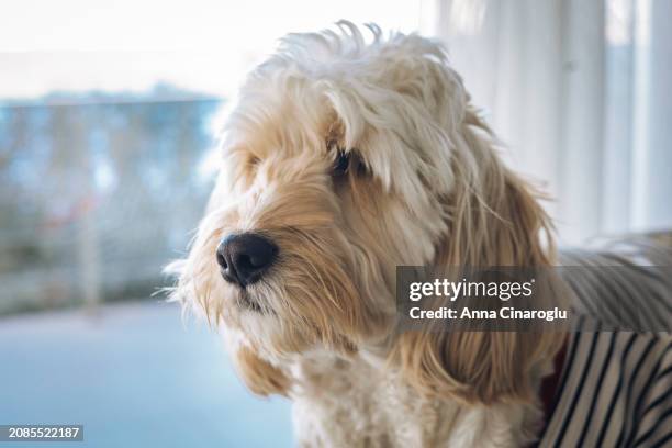 cockapoo dog in clothes sits on the sofa. cute fluffy curly dog in a country house - curly brown hair stock pictures, royalty-free photos & images