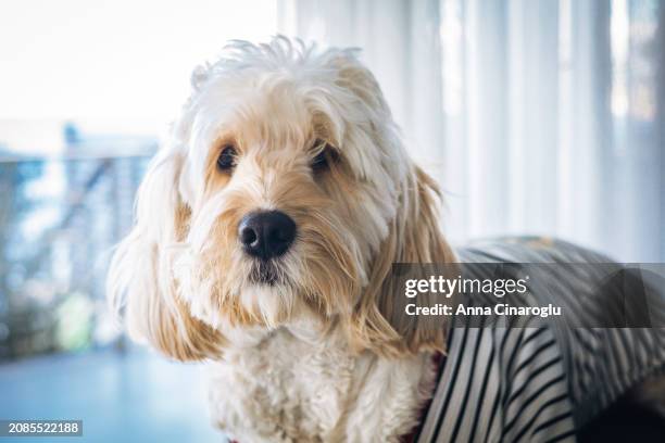 cockapoo dog in clothes sits on the sofa. cute fluffy curly dog in a country house - curly brown hair stock pictures, royalty-free photos & images