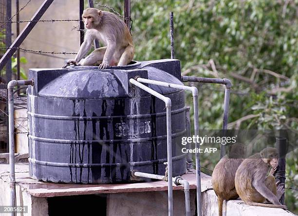 An Indian monkey sits with his legs dangling in a domestic water tank on a rooftop in the capital New Delhi, 08 June 2003, to cool off from the...