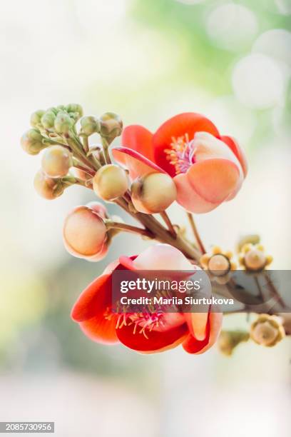 exotic flowers blooms in ethereal light. exquisite cannonball tree flowers bask in soft natural light, exuding tranquility and the beauty of nature in bloom. - exuding stock pictures, royalty-free photos & images