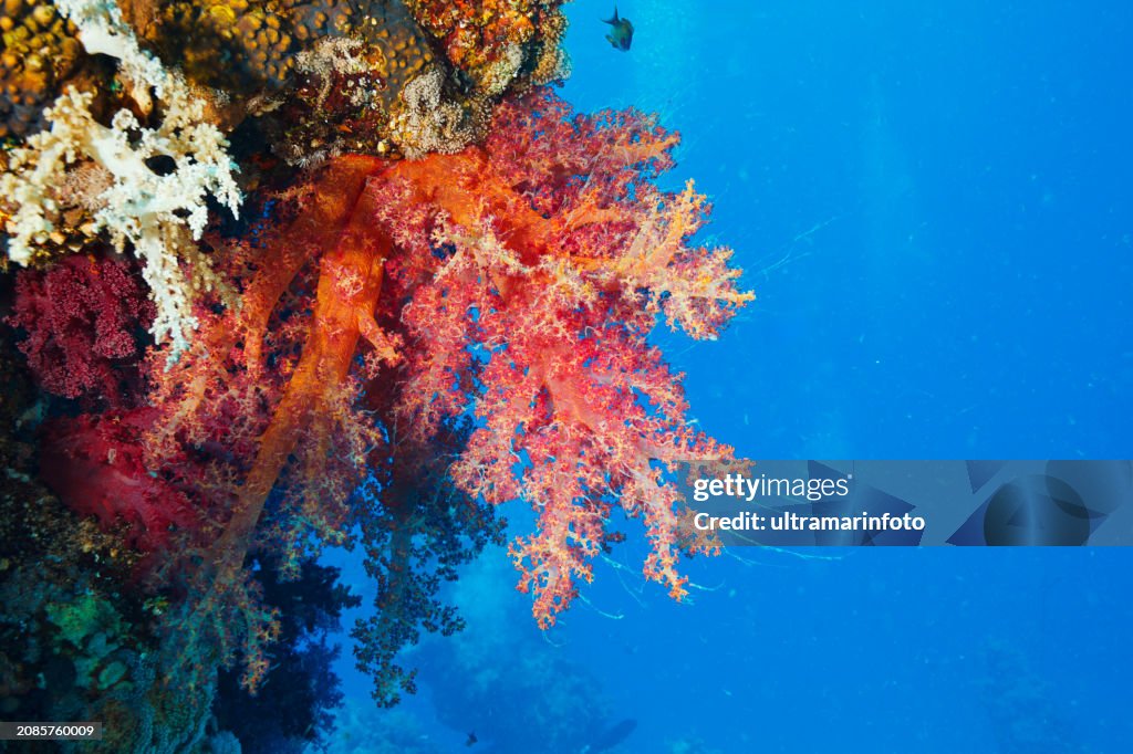 Coral reef propagated Prickly alcyonarian - Dendronephthya sp. Hot Orange soft coral Scuba diving Underwater Sea life Sea blooming