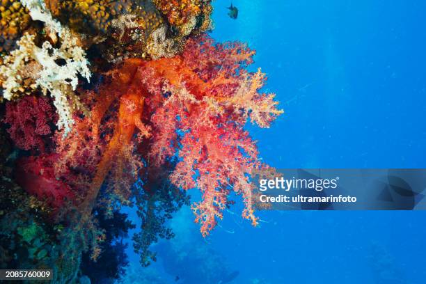 coral reef  propagated prickly alcyonarian - dendronephthya sp.  hot orange soft coral scuba diving  underwater sea life  sea blooming - stenkorall bildbanksfoton och bilder