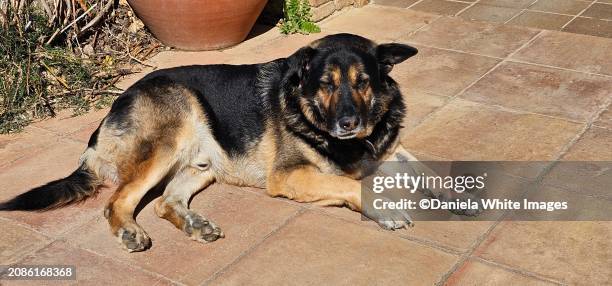 alsatian dog - guard dog stock pictures, royalty-free photos & images