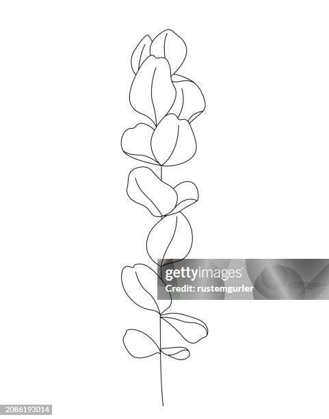 eucalyptus drawing mono line. continuous line icon on white background. - bay leaf white background stock illustrations