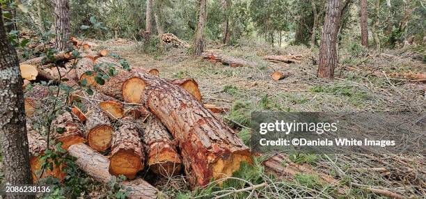 forest maintenance/ deforestation - desastre ambiental imagens e fotografias de stock