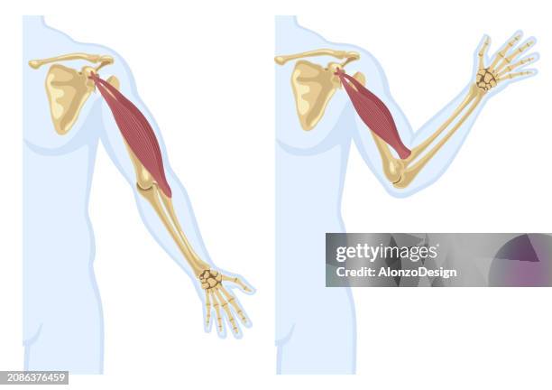 ilustraciones, imágenes clip art, dibujos animados e iconos de stock de bíceps y esqueleto. tensión muscular en brazo humano con silueta masculina, huesos y articulaciones. - radio hueso del brazo
