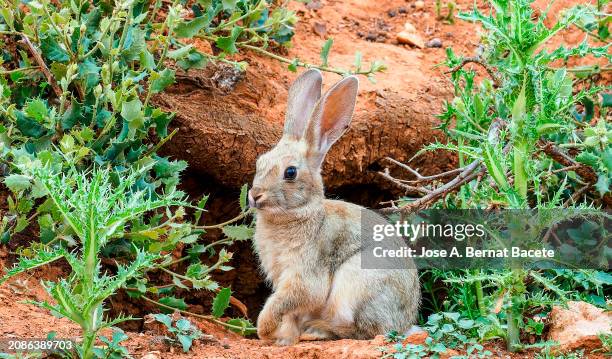 closeup of a white rabbit in the field next to its burrow. - katoenstaartkonijn stockfoto's en -beelden