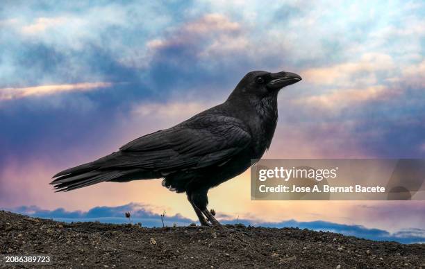 a raven in the forest looking for food on the ground at sunset - dead raven stock-fotos und bilder