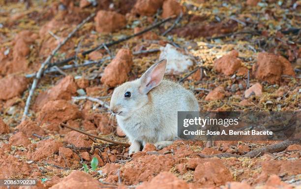 close-up of little white rabbit in the field sunbathing. - cottontail stock pictures, royalty-free photos & images