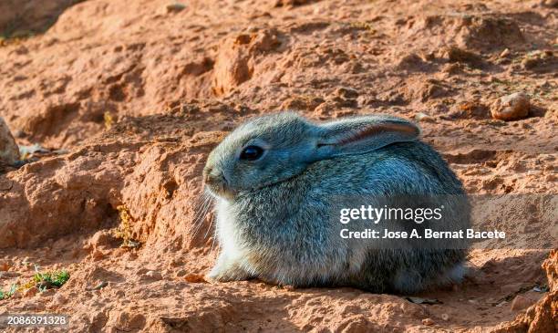 close-up of little gray rabbit in the field sunbathing. - cottontail stock pictures, royalty-free photos & images