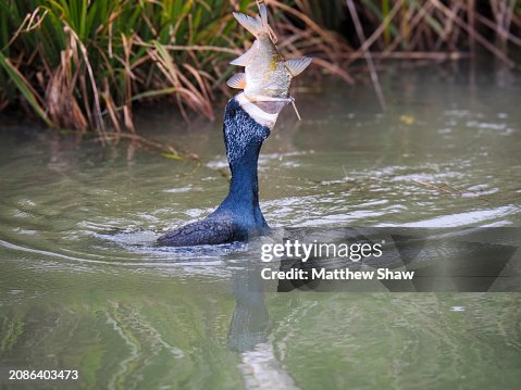 Cormorant and Fish Cormorant and Fish