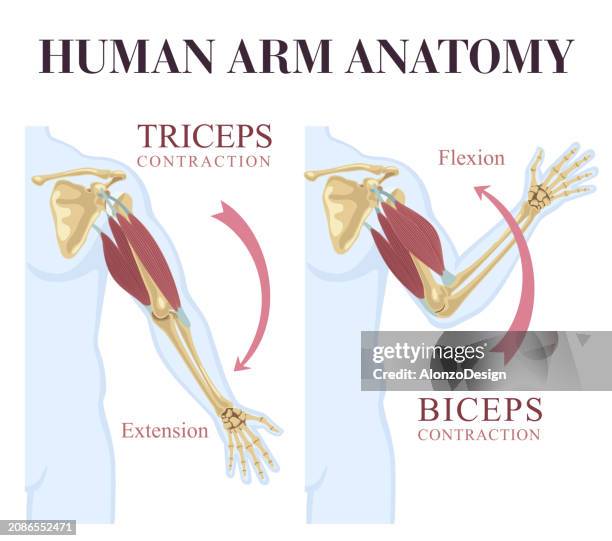 anatomie des menschlichen arms. bizeps- und trizepsbewegung. - muskelkontraktion stock-grafiken, -clipart, -cartoons und -symbole