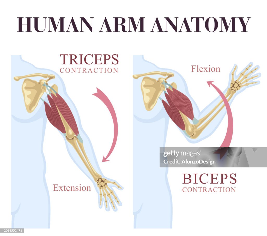 Human Arm Anatomy. Biceps and Triceps Movement.