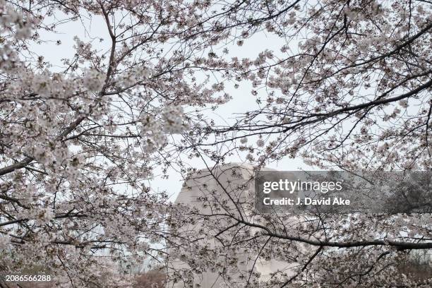 The Martin Luther King, Jr., Memorial is framed in the cherry trees as they begin to bloom on March 15 in Washington, DC. According to the National...