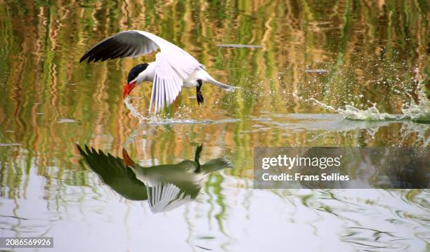 caspian tern (hydroprogne caspia) taking a drink during flight - caspian tern stock pictures, royalty-free photos & images