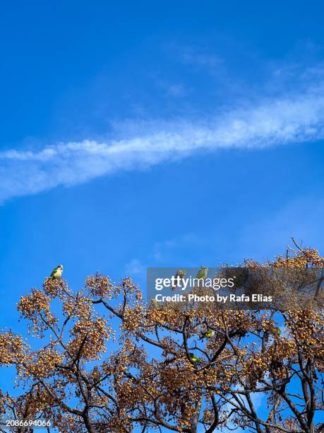 parrots on the branches of the tree - tarragona province stock pictures, royalty-free photos & images