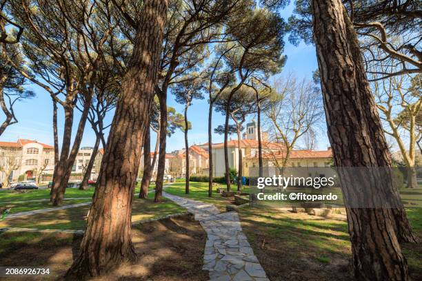 pinares park a pinus pinea park in cantabria - pinetree garden seeds stock pictures, royalty-free photos & images